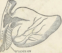 Detail of recto 32 of Berengario da Carpi's Isagoge breves perlucide ac uberime in anatomia humani corporis. Please click on image to view entire page.